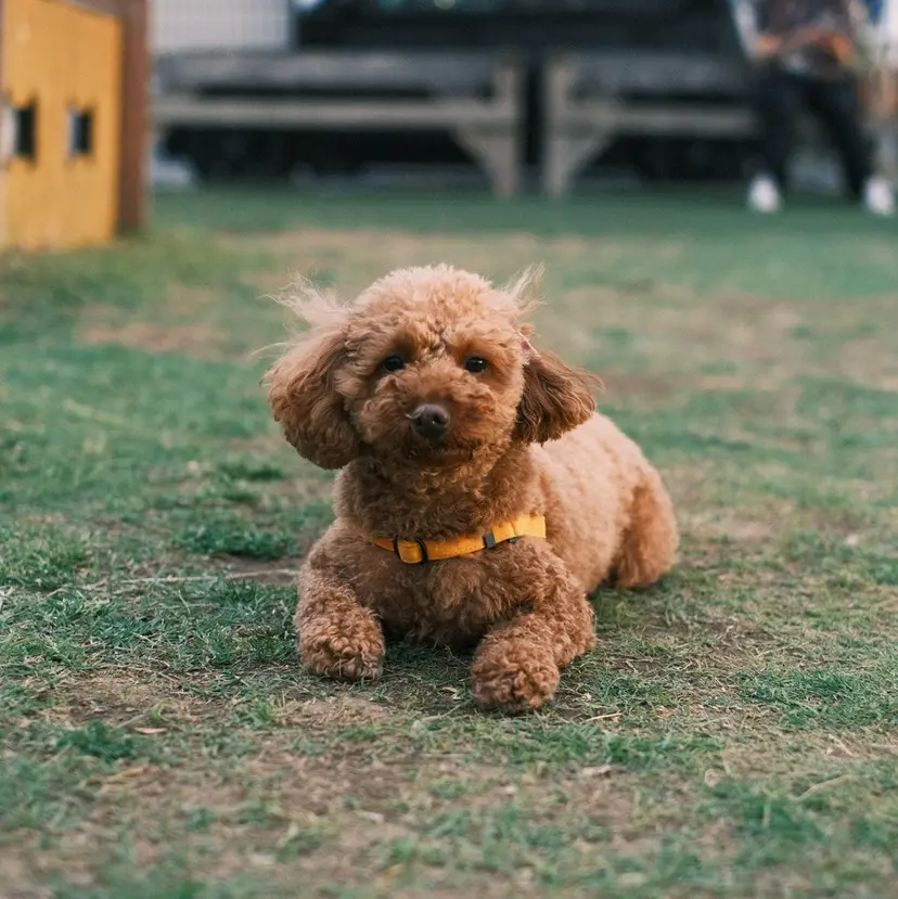 杉本 涼音の掲載