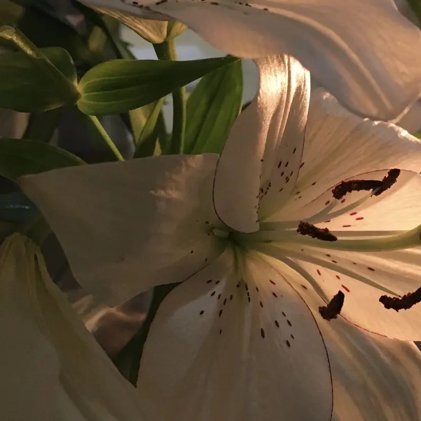 美髪✨艶髪✨髪質改善 カラー特化🌙鈴屋和の掲載