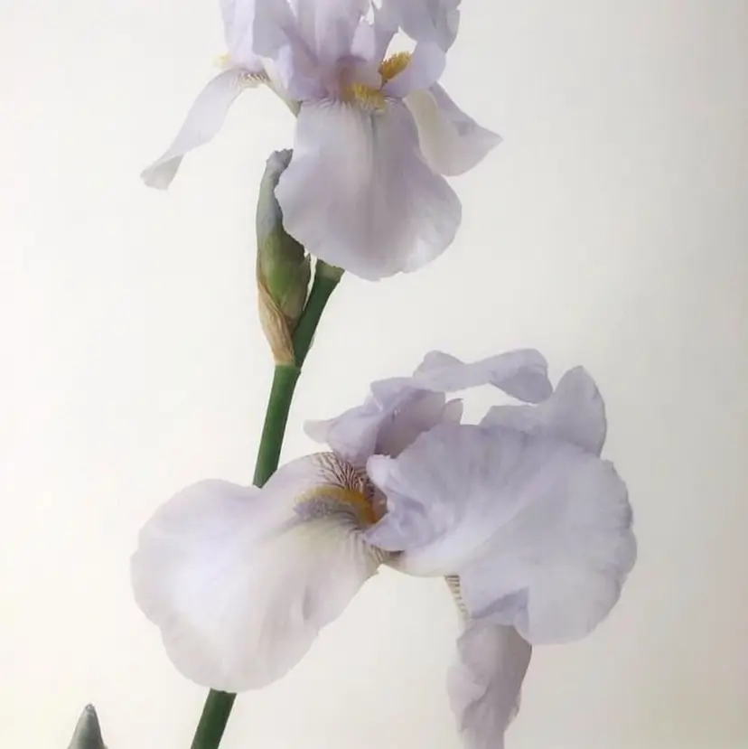 lash one /吉川の掲載