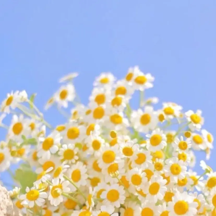 カネコ ナナミの掲載