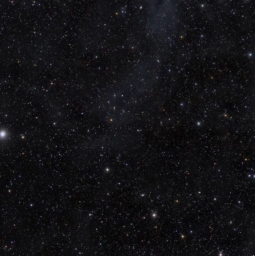 ナズ ナズの掲載