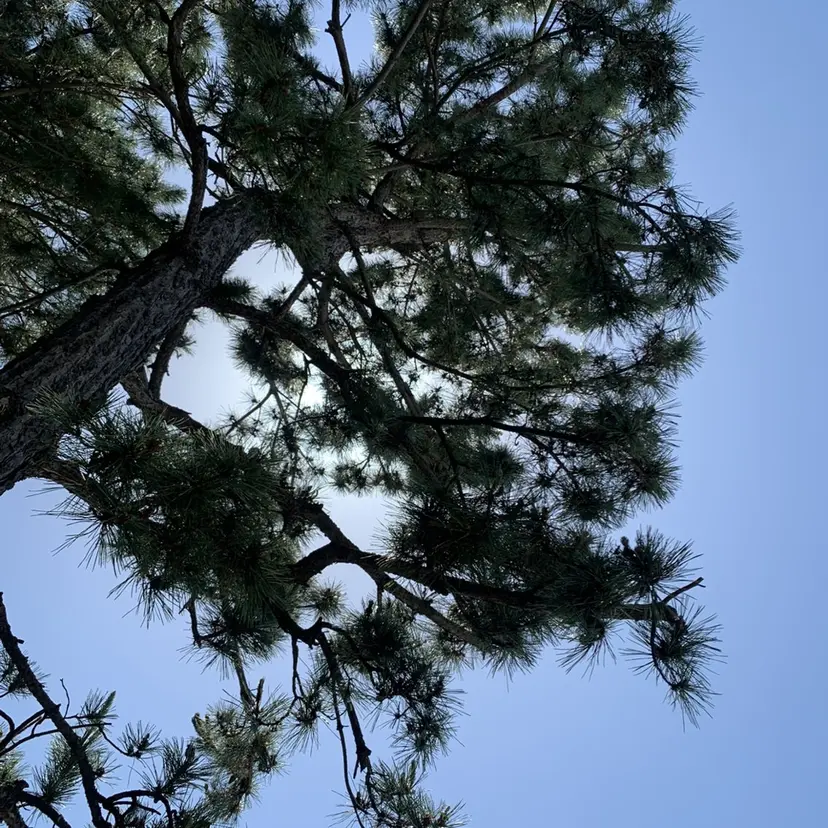 ハルキ/メンズ縮毛/ ベージュ/暖色/特化の掲載