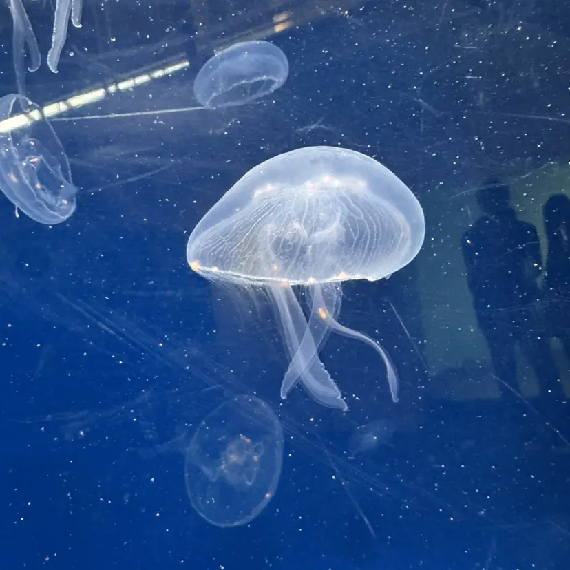 下道 舞優の掲載