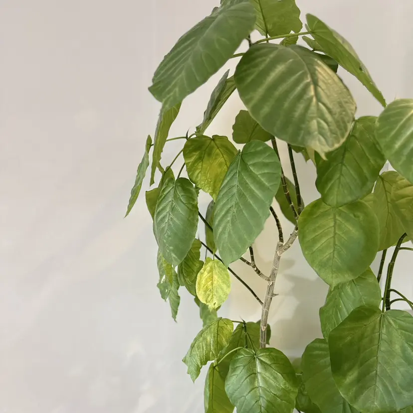 塩崎 聖奈の掲載