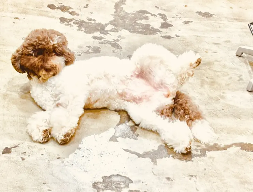 井口 カオリの掲載