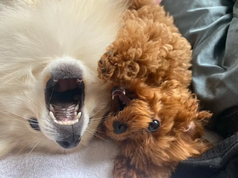 美容室難民様向け 美容師/はるかの掲載