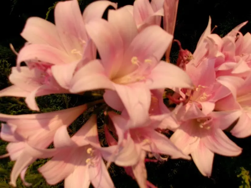 ⟡.·coco⟡.· 年始予約解放中の掲載