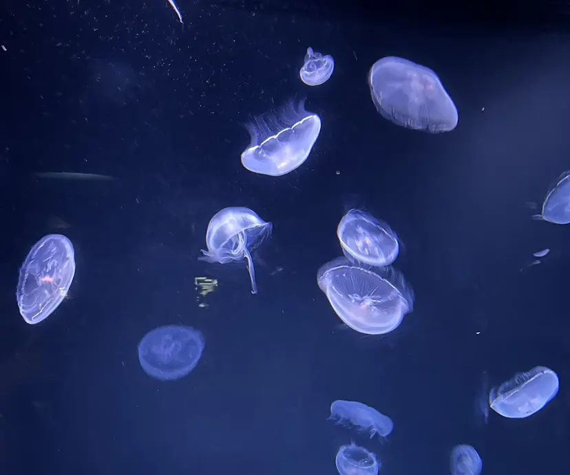 セミjrスタイリスト /田尾凌雅の掲載