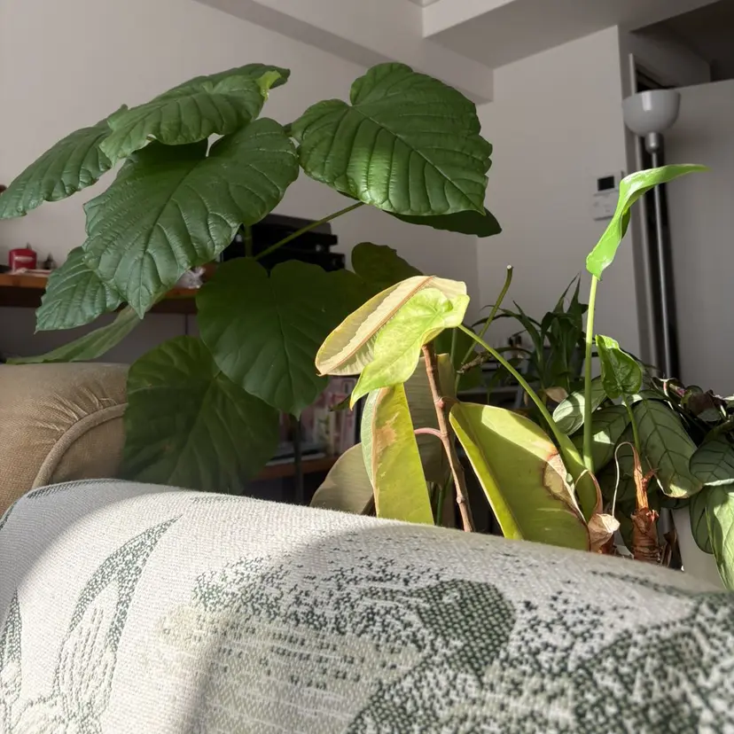 Nana ིྀの掲載