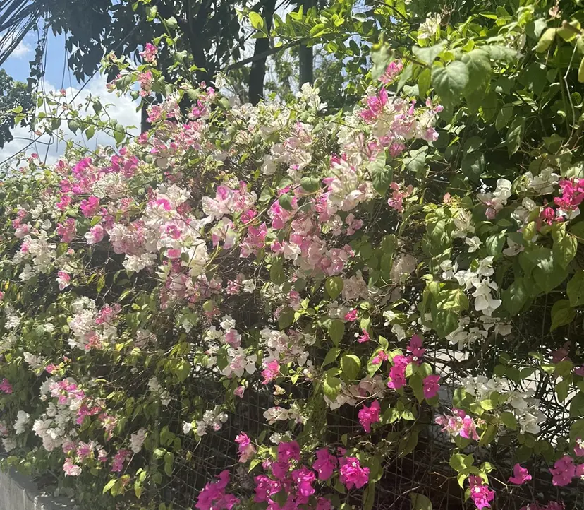 misaki morimoto🌱の掲載