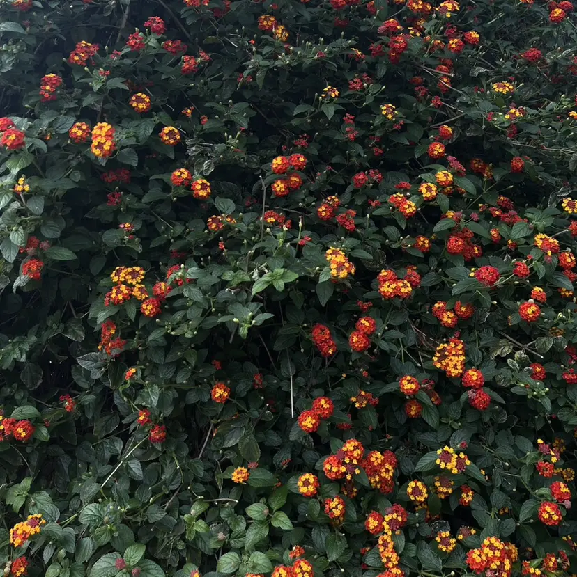 SHIAN マイの掲載