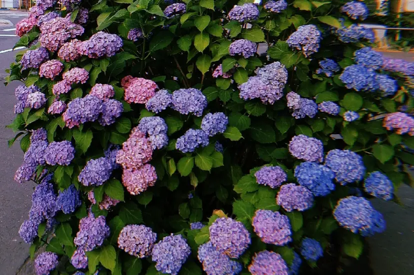 ihana/ makoの掲載