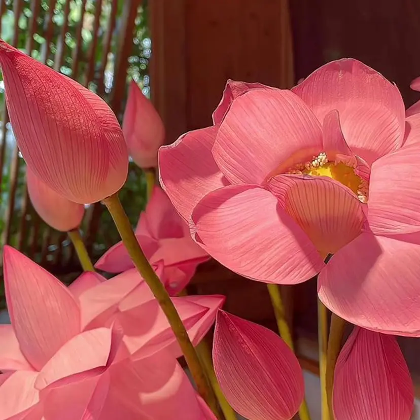 宮古島 Lemの掲載