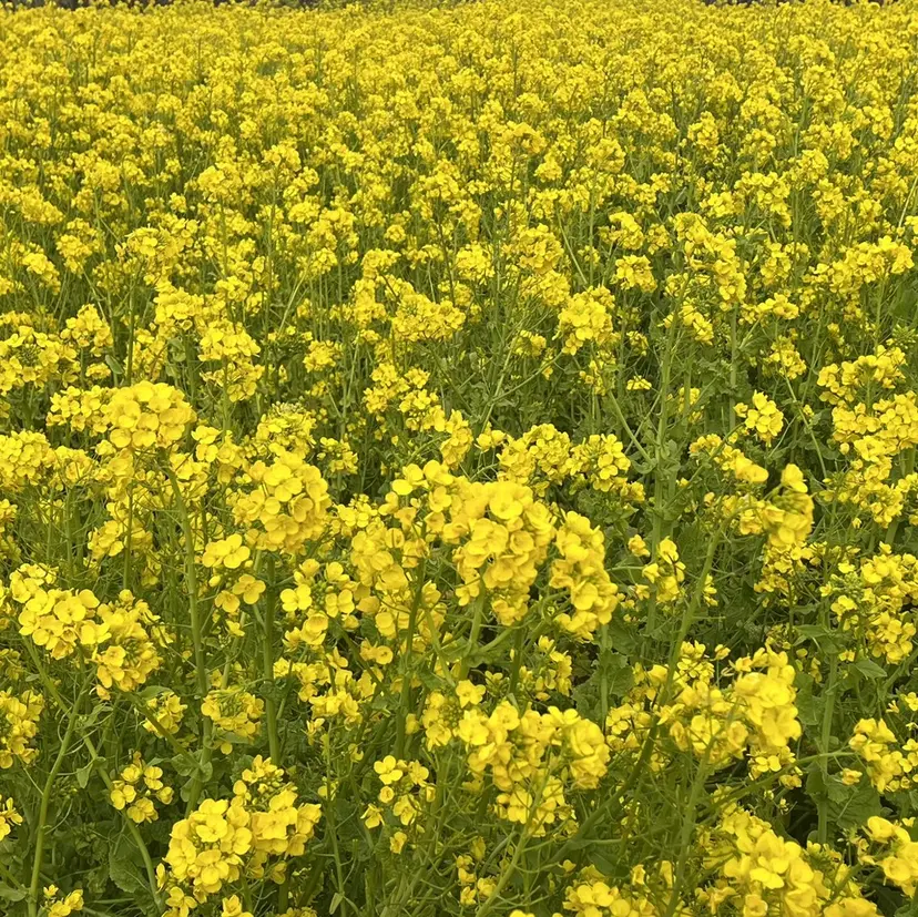 venus belt 宮下パーク店の掲載