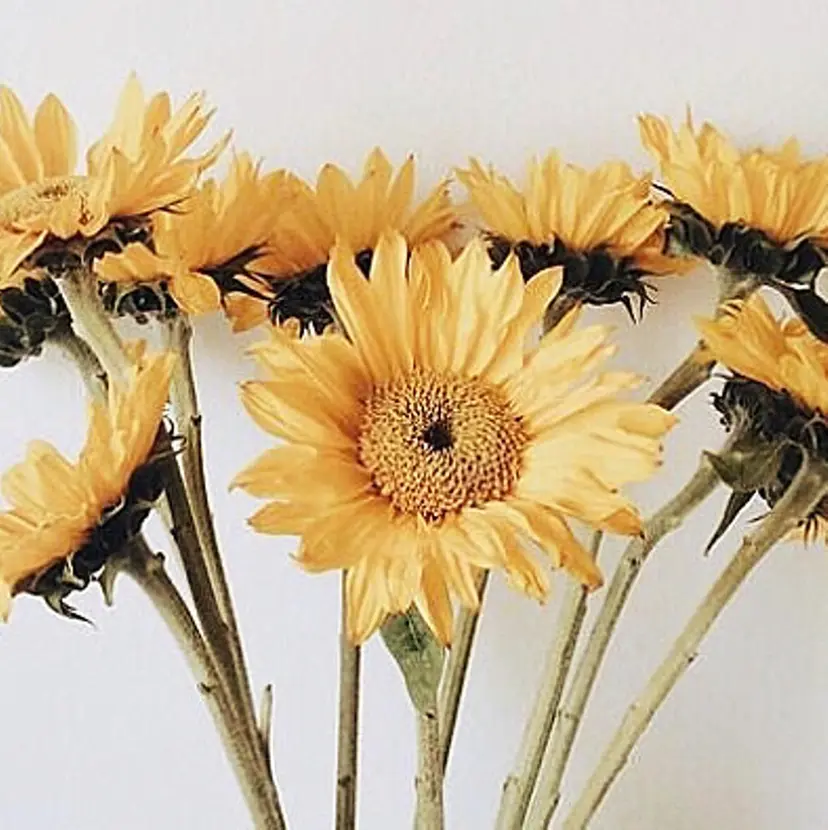 夏井 沙織の掲載