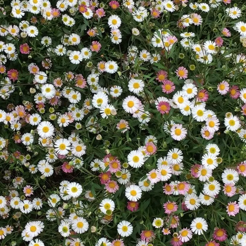 Belle fee みぃの掲載