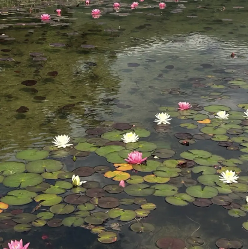 サクラブロウ渋谷店 安永の掲載