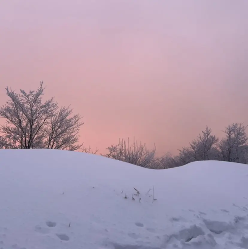 赤みなしカラー 塚本亜弓の掲載