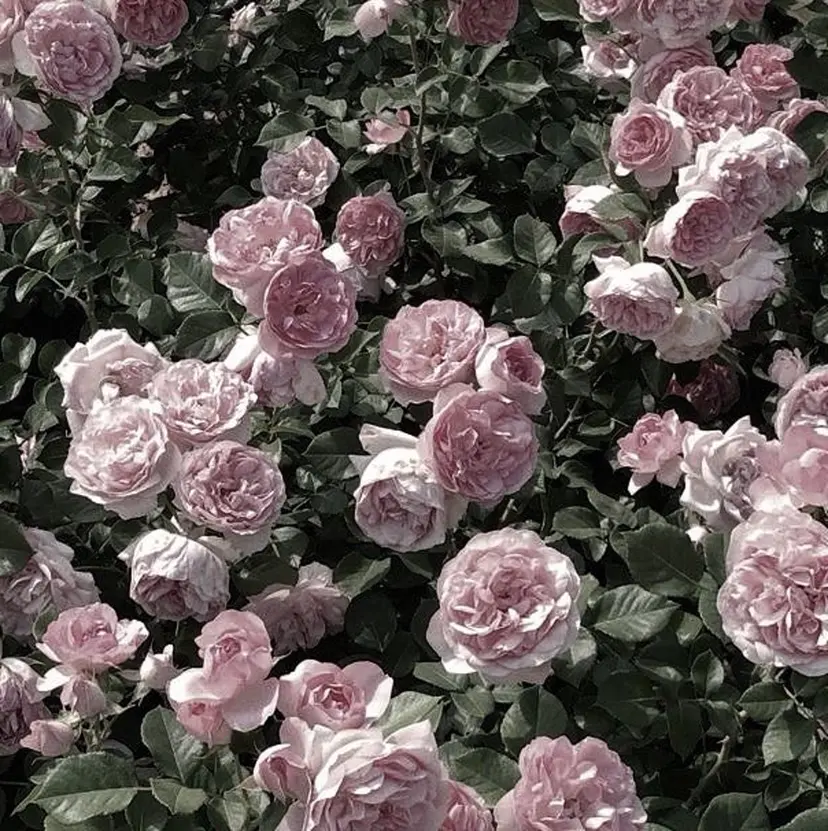 長内 もえの掲載