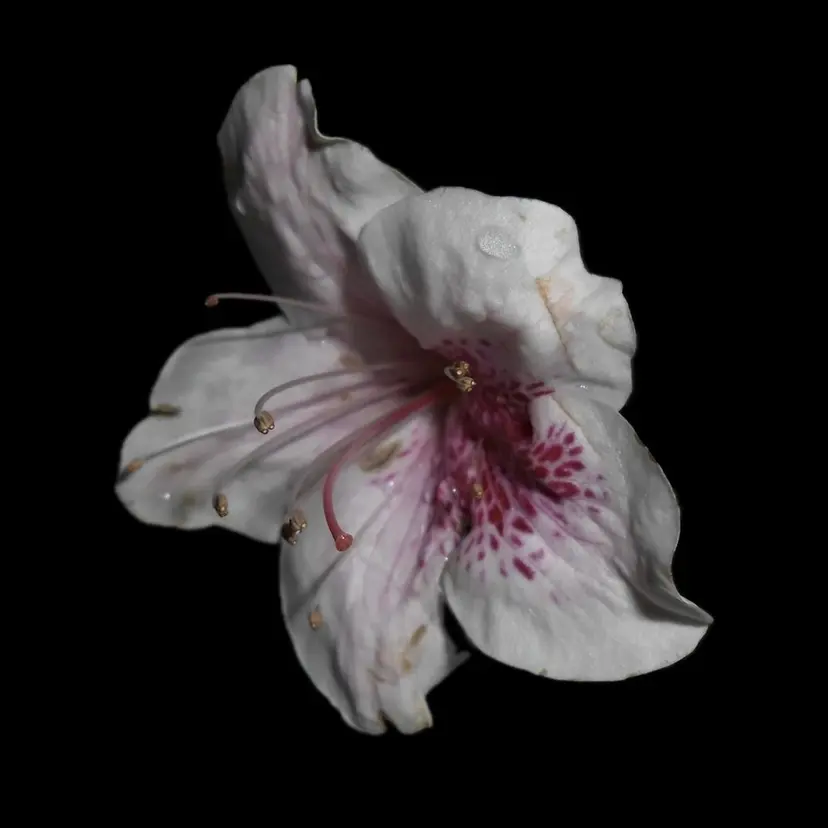 Emanail肥後橋 Hanaの掲載