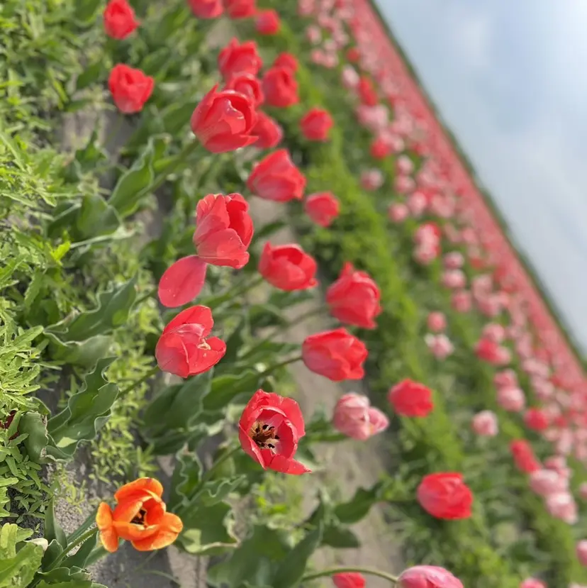 🌺 チヒロの掲載