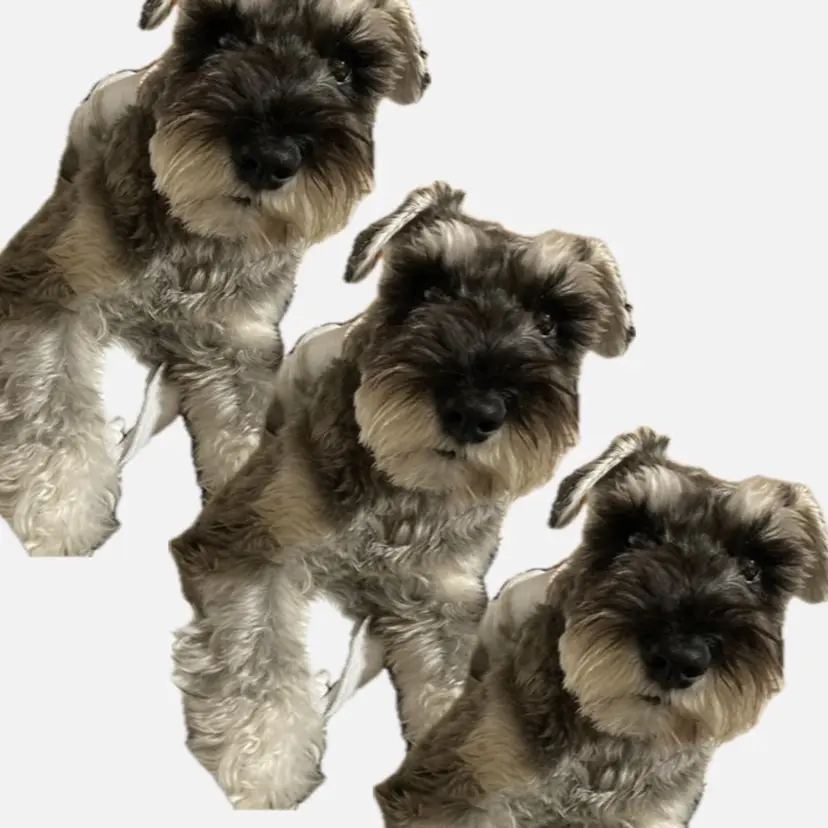 Yana　アイリスト UNELMAの掲載