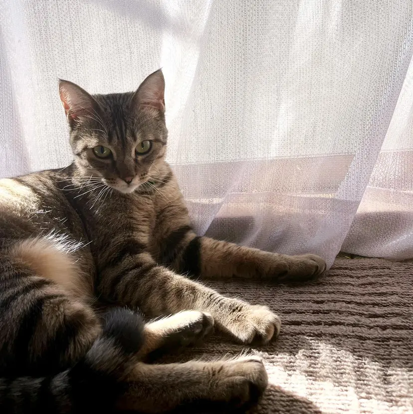 eyelist/ 🐈madoka🐾の掲載