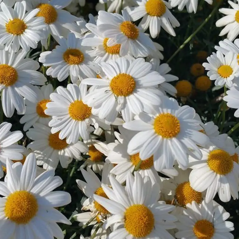 Autumn akiyoshiの掲載