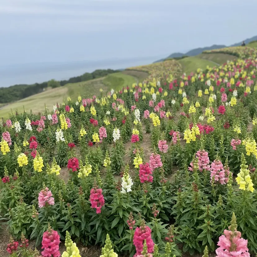 音瀬 美子の掲載