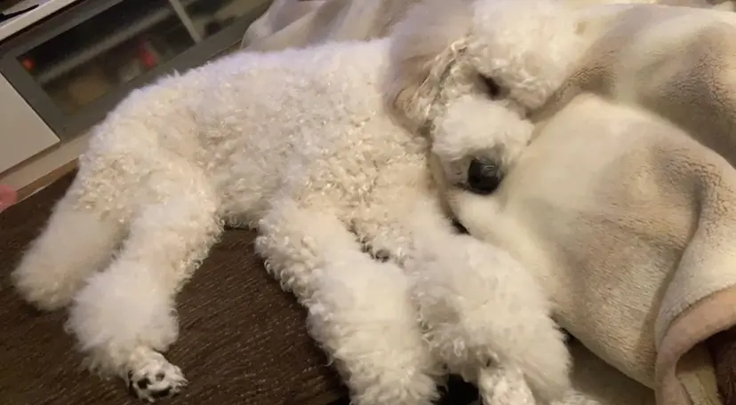 🎀久野 咲来🎀の掲載