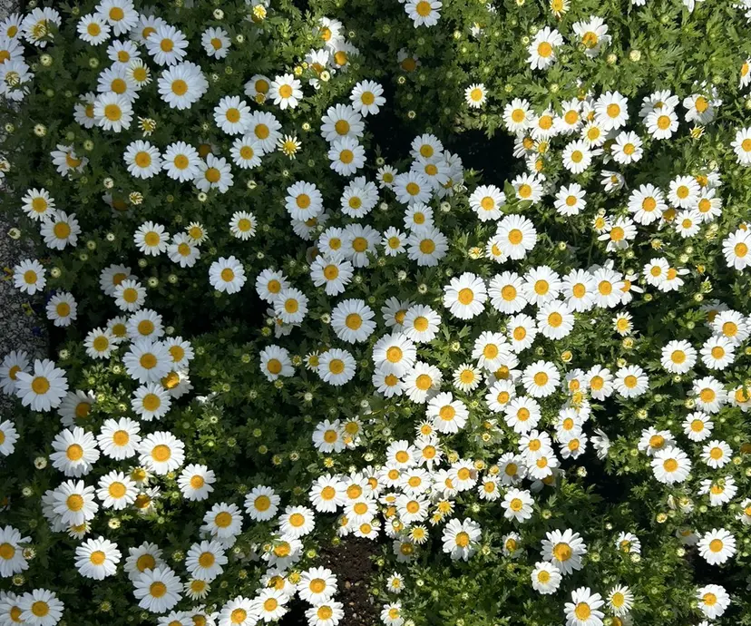 佐藤 愛海の掲載