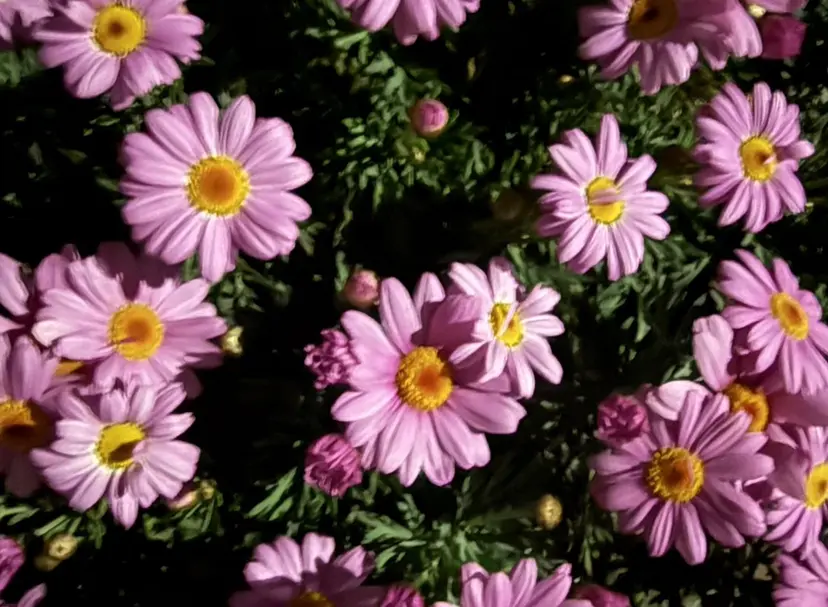 🌻Reina🌻 艶カラー・髪質改善の掲載