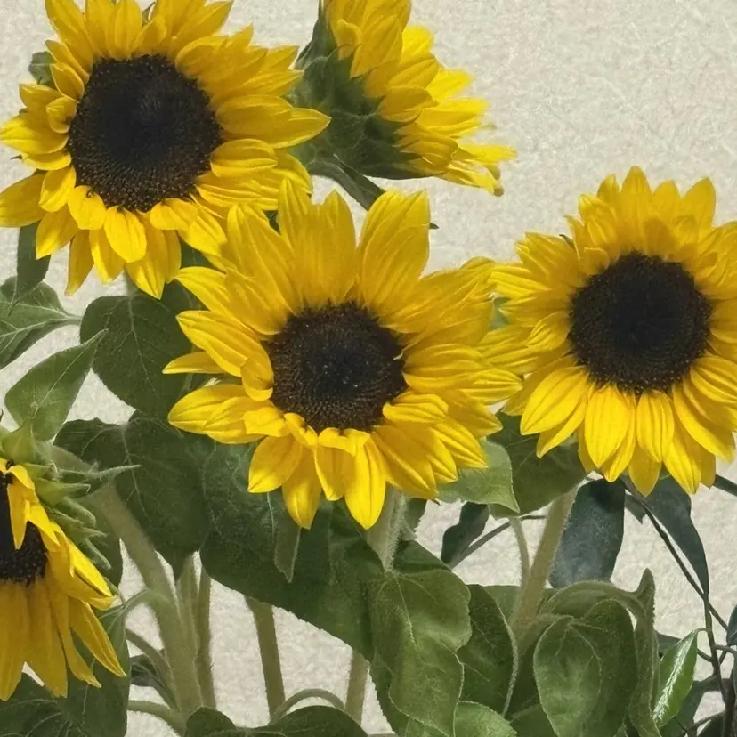 ブリーチ無しWカラー 🫧CLUTCH砂川の掲載