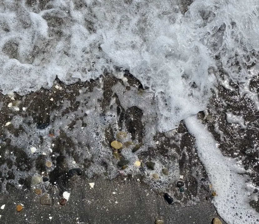 タジリ アヤセの掲載