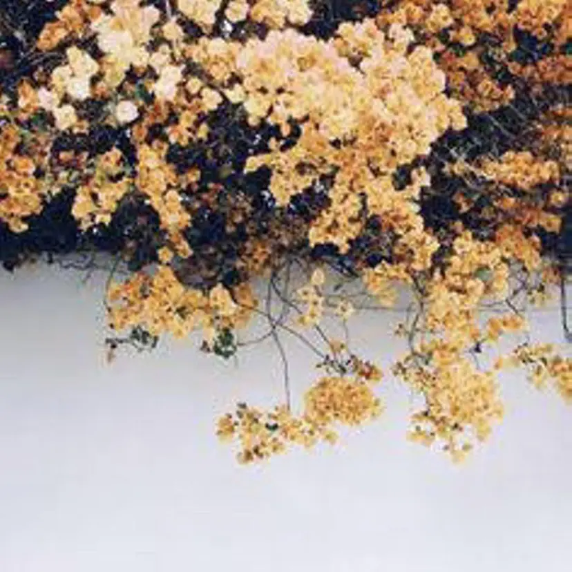 モリシタ アヤノの掲載