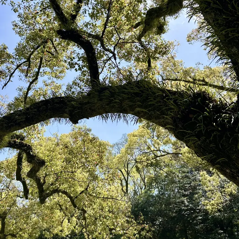 sorari たまプラーザの掲載