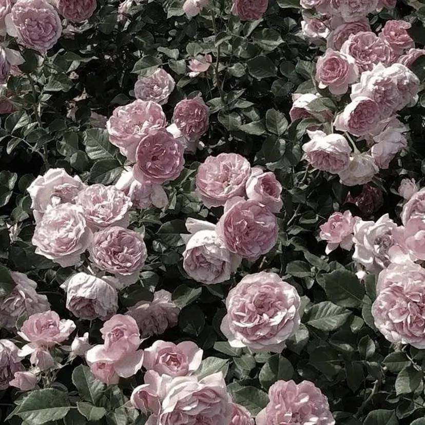 みなみ/レイヤー/ 透明感カラー/顔周りの掲載