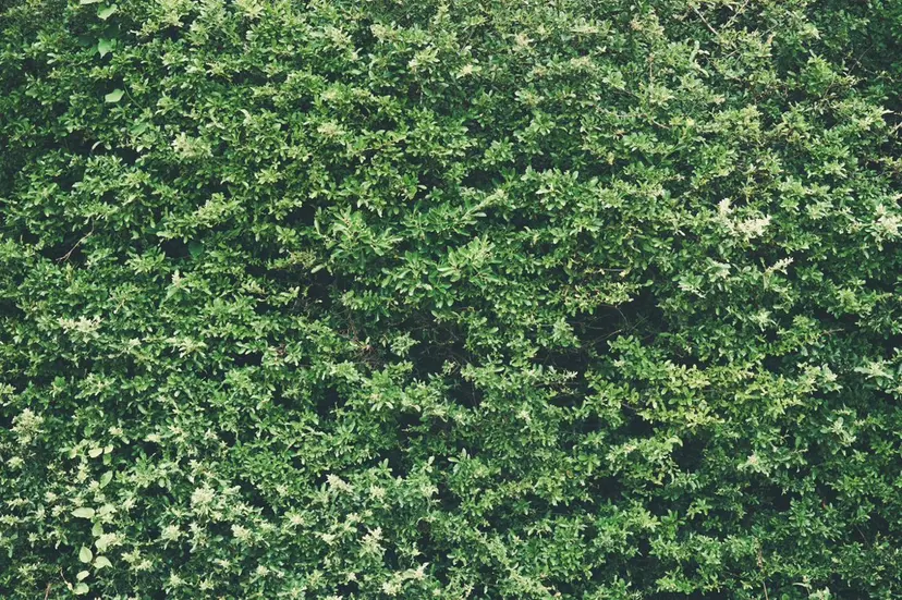 arbos/鳳美容室 / yunaの掲載