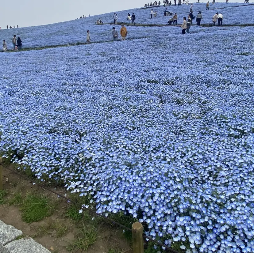 田淵 心琴の掲載