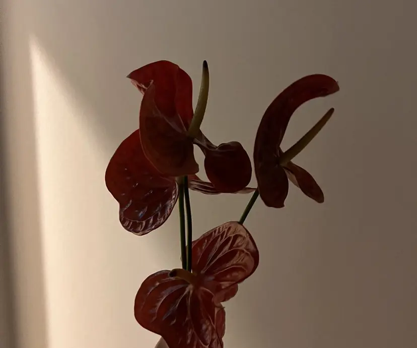 艶カラー/高円寺/ atsumi⛰️❄️の掲載