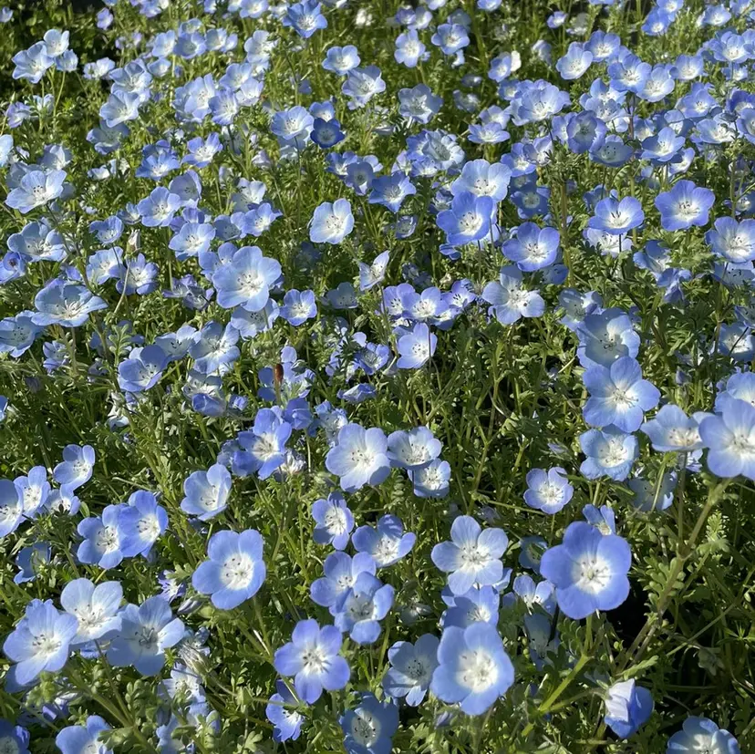 FERIA  あべの 🌼西口実来🌼の掲載