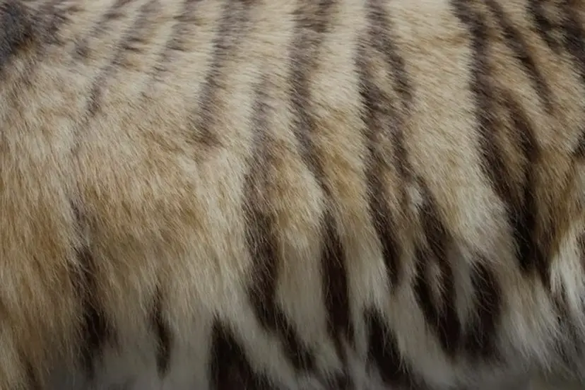 Unefleur Rioの掲載