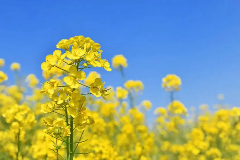 aromaoil AYANAの掲載