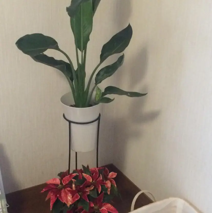 佐藤 静枝の掲載