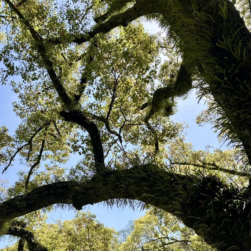 sorari たまプラーザの掲載