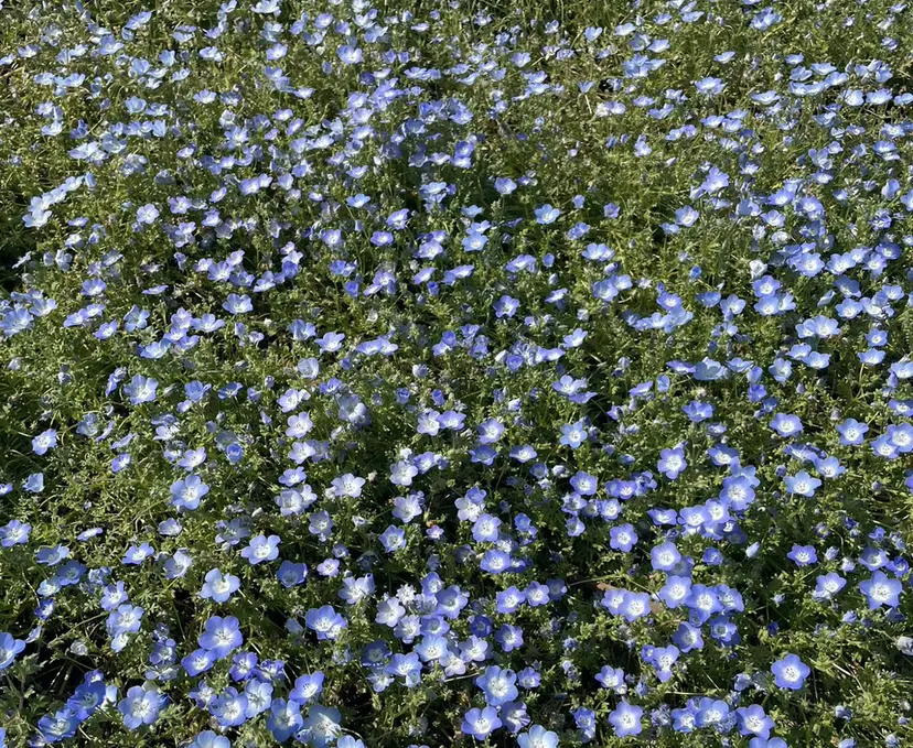 川面 夕華の掲載