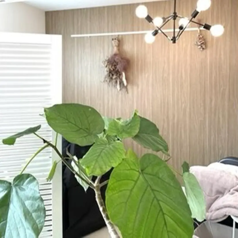 Winkerbell 桃子の掲載