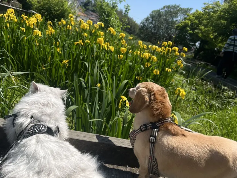 🌈KURUMI / モデル募集/表参道の掲載