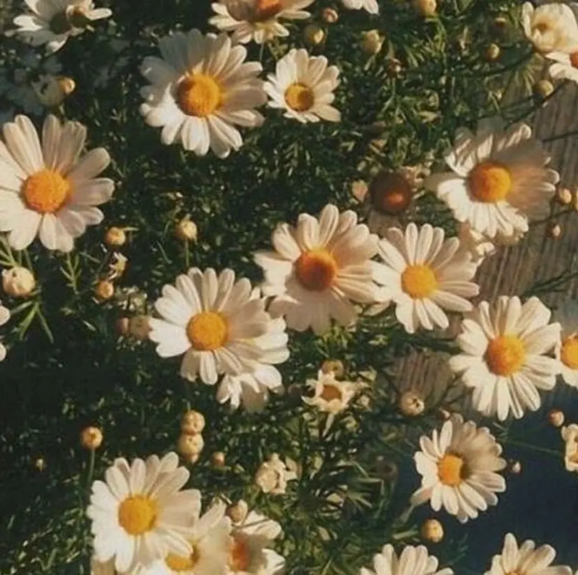 廣瀬 帆乃華の掲載