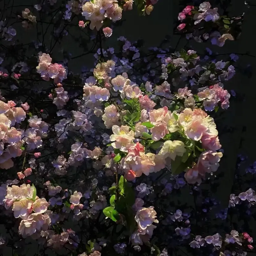 Rin 🐈‍⬛🎀の掲載